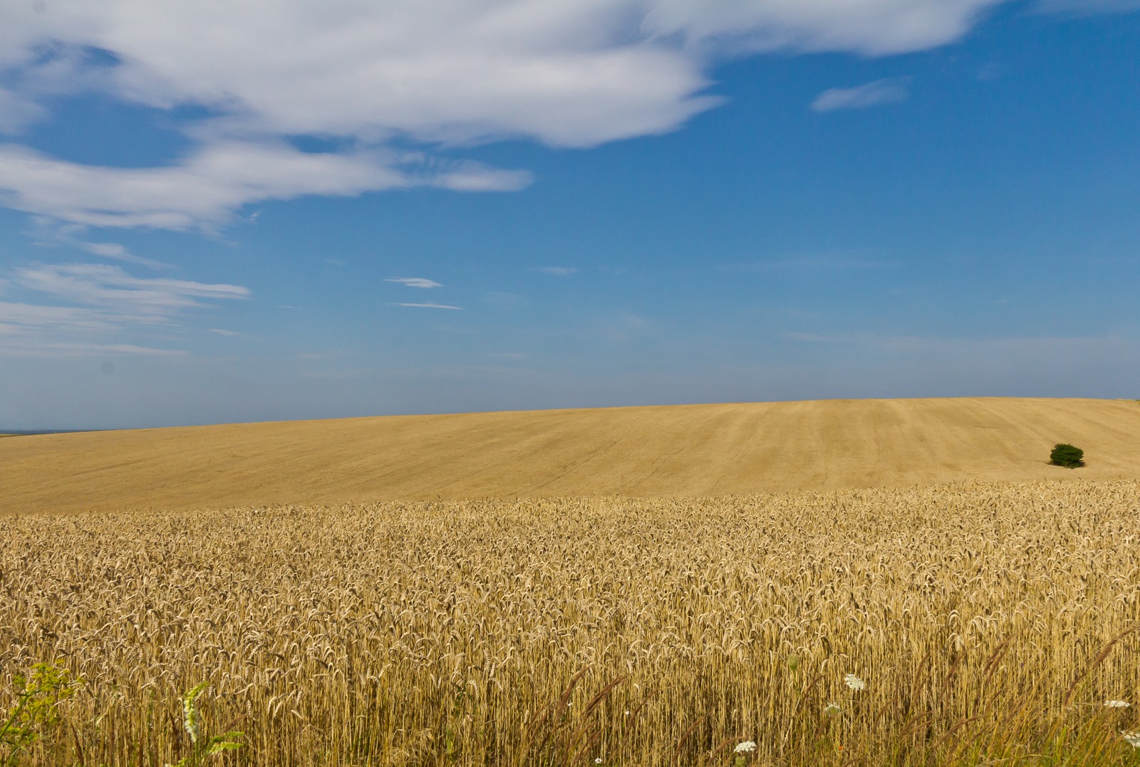 Golden wheat field with ripe ears beneath a summer sky