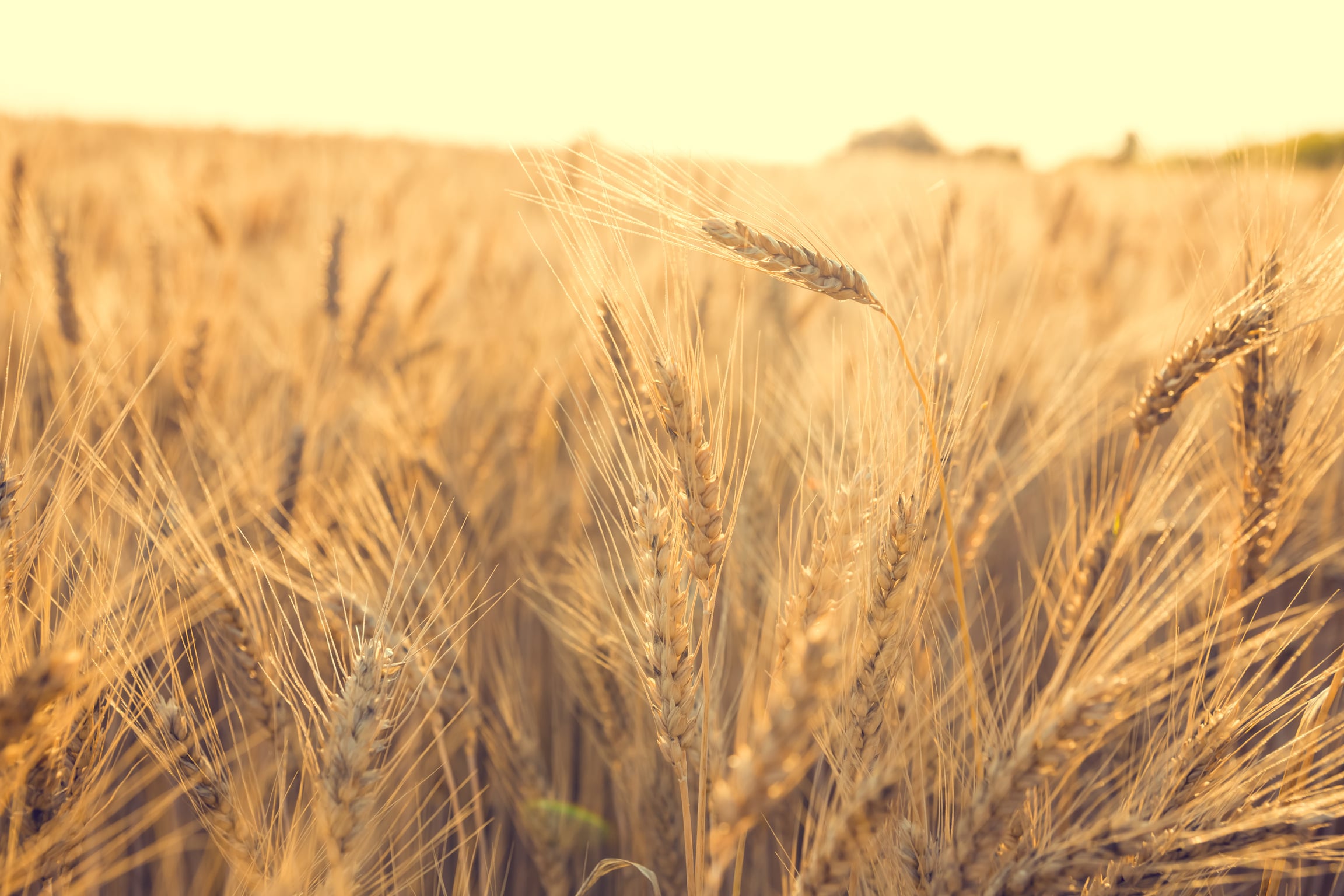 Ripe golden wheat ears in a sunlit field