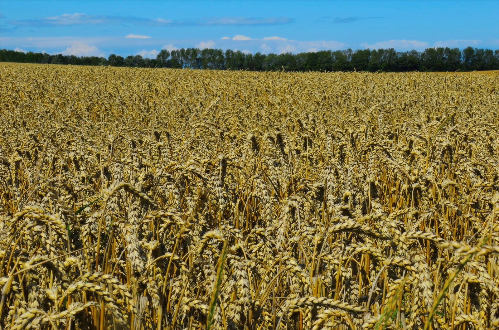 Dense ripe barley ears in an agricultural field